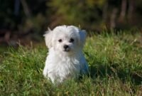 bichon maltes