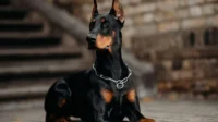 doberman
