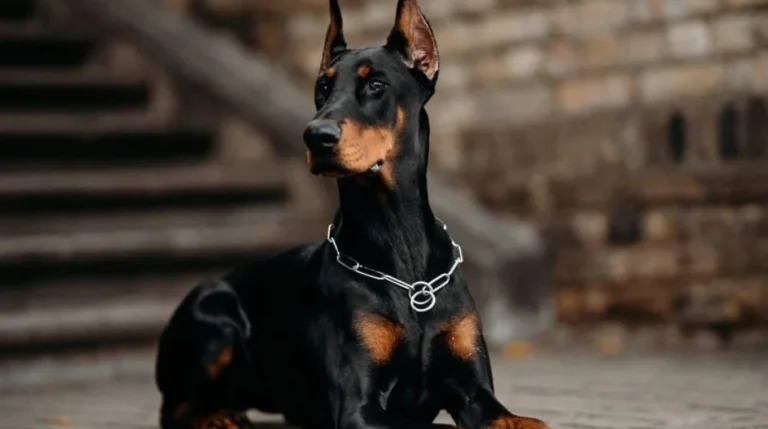 doberman